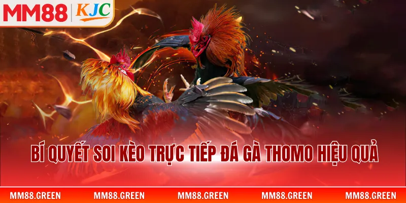 Bí quyết soi kèo trực tiếp đá gà Thomo hiệu quả