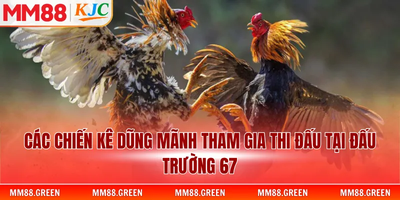 Các chiến kê dũng mãnh tham gia thi đấu tại đấu trường 67