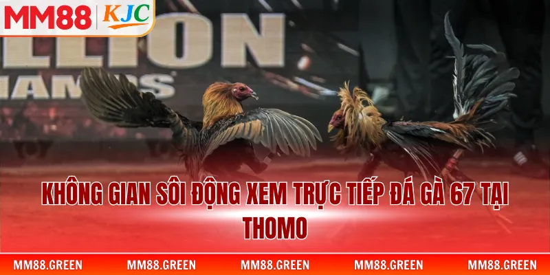Không gian sôi động xem trực tiếp đá gà 67 tại Thomo