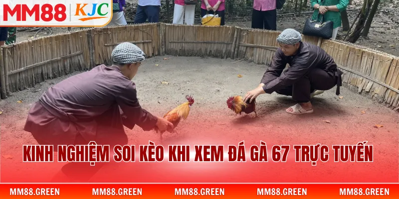 Kinh nghiệm soi kèo khi xem đá gà 67 trực tuyến