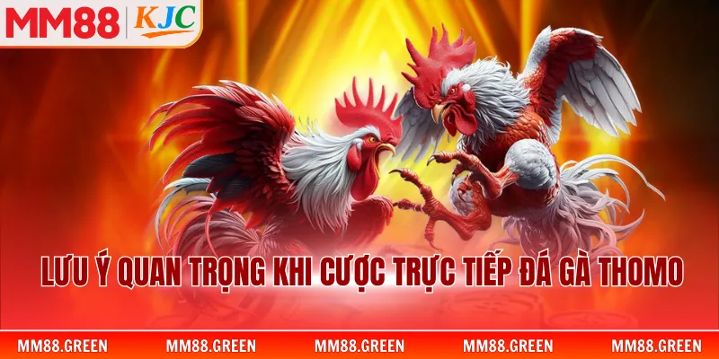Lưu ý quan trọng khi cược trực tiếp đá gà Thomo