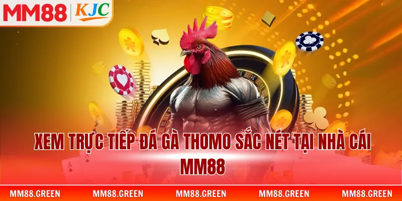 Xem trực tiếp đá gà Thomo sắc nét tại nhà cái MM88